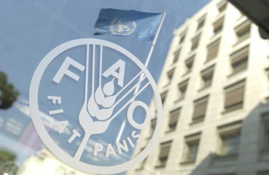 Місія FАО в Україні вивчатиме використання антибіотиків у тваринництві