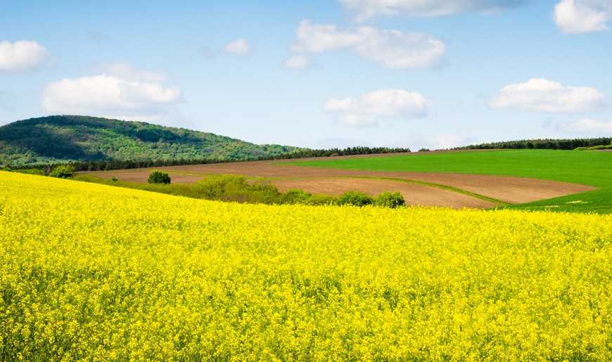 Прогноз розвитку хвороб на посівах ріпаку озимого і ярого у 2019 році