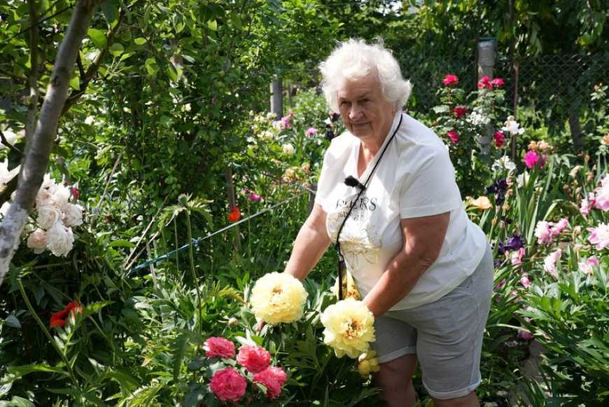 На Франківщині квіткарка вирощує на городі майже півтисячі сортів півонії