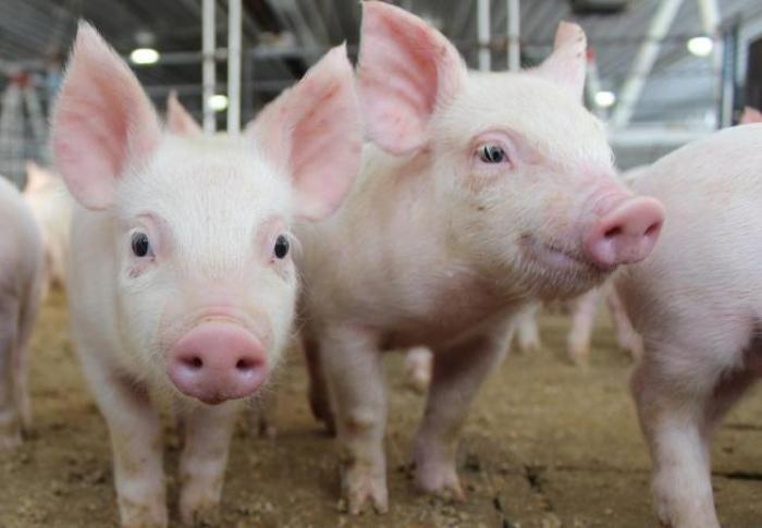 Зовнішня торгівля свининою: балансуємо на межі