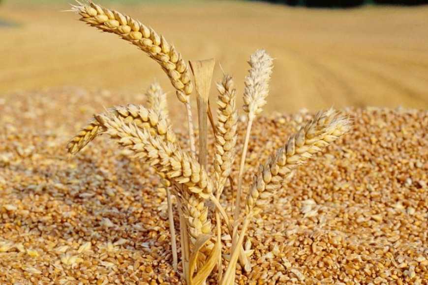 Жнива-2023: три області України завершили збирання ранніх зернових