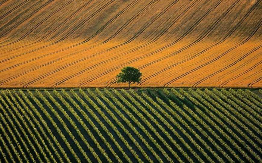 Ринок землі: в Україні скорочується кількість великих землевласників