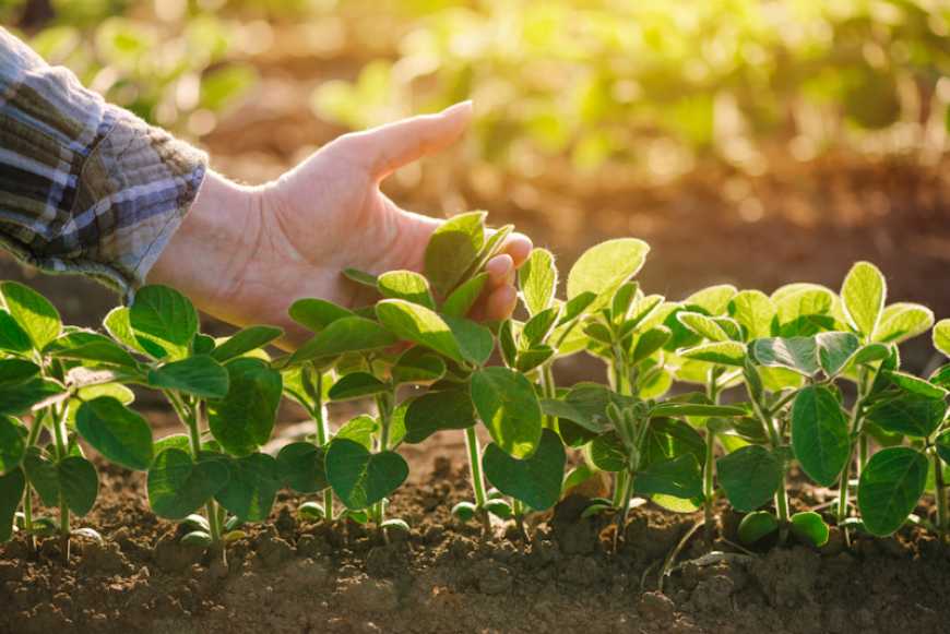 Який вплив мають елементи живлення на продуктивність посівів сої