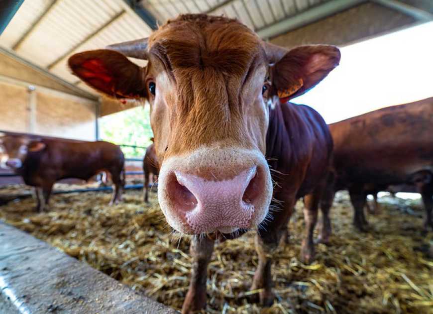 Допомога для утримання поголів&rsquo;я ВРХ: майже 15 тис. заявок від українських аграріїв надійшло у ДАР