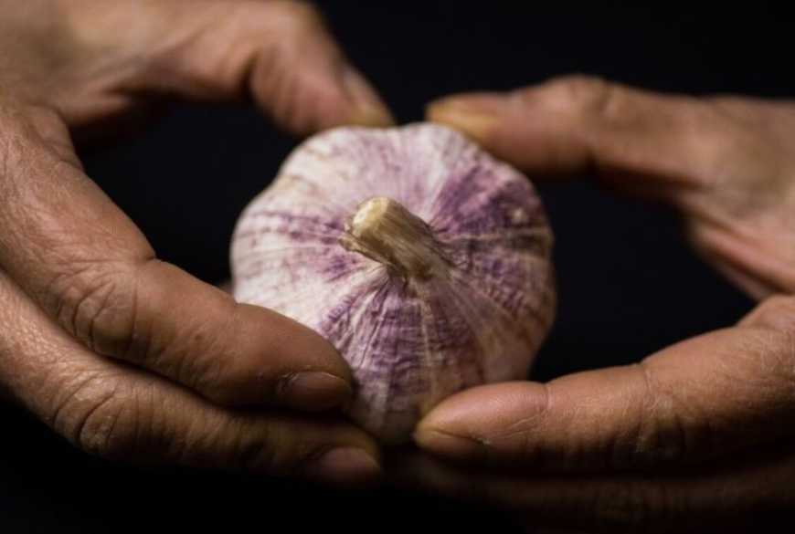 На ринку часнику в Україні дефіцит якісного садивного матеріалу