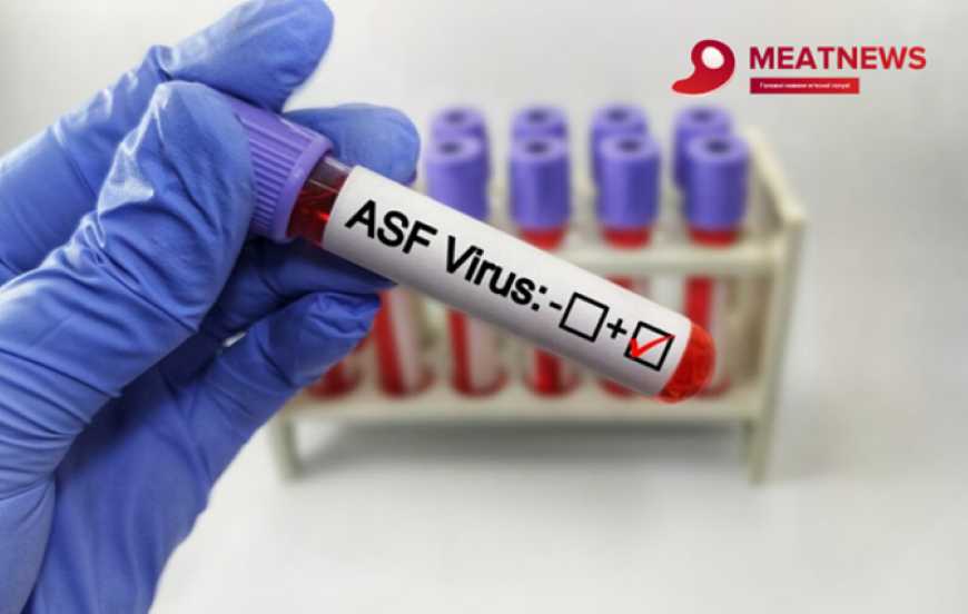 В Іспанії нові спалахи АЧС