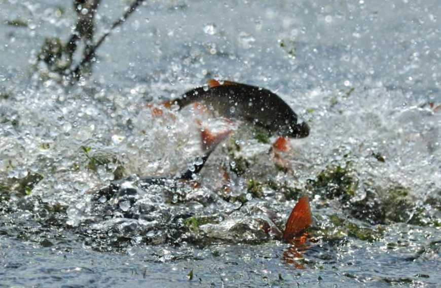 &laquo;еРибальство&raquo;: реформа додала бюджету України 170 млн грн