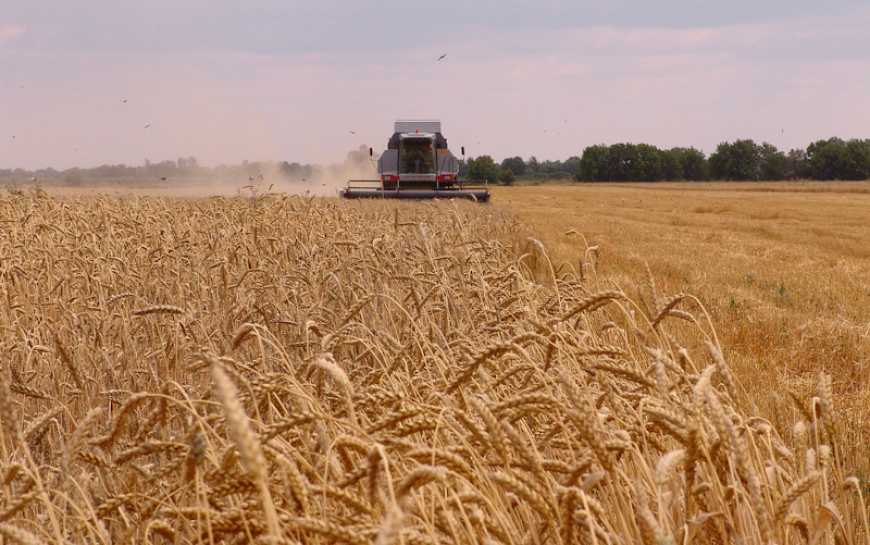 Жнива-2025: аграрії півночі України почнуть збирати пшеницю наприкінці липня