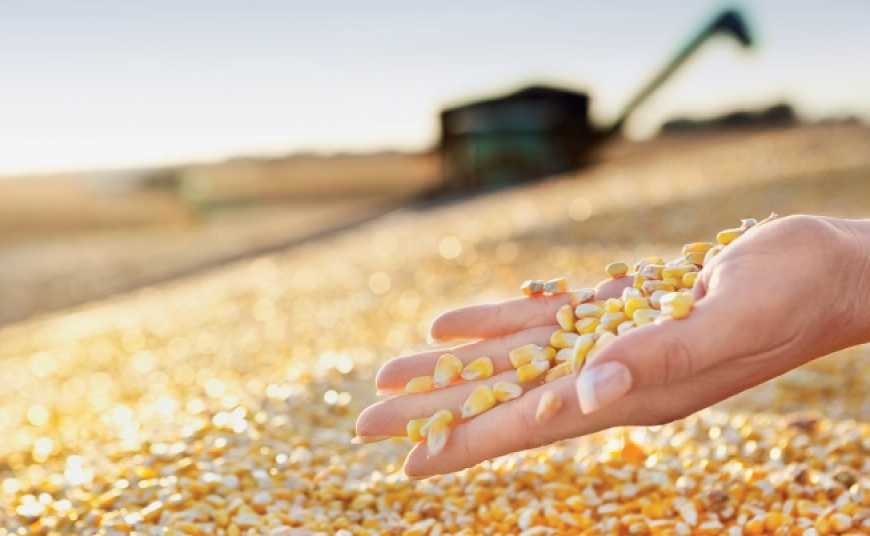 Україна продала китайцям втричі більше кукурудзи