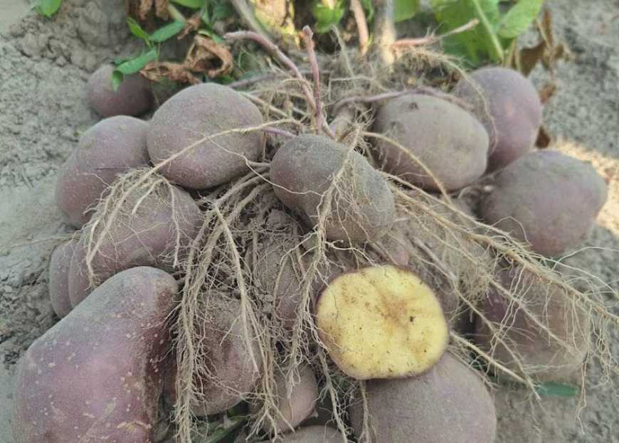 У СТОВ «Десна» середня врожайність картоплі становить 450 ц/га