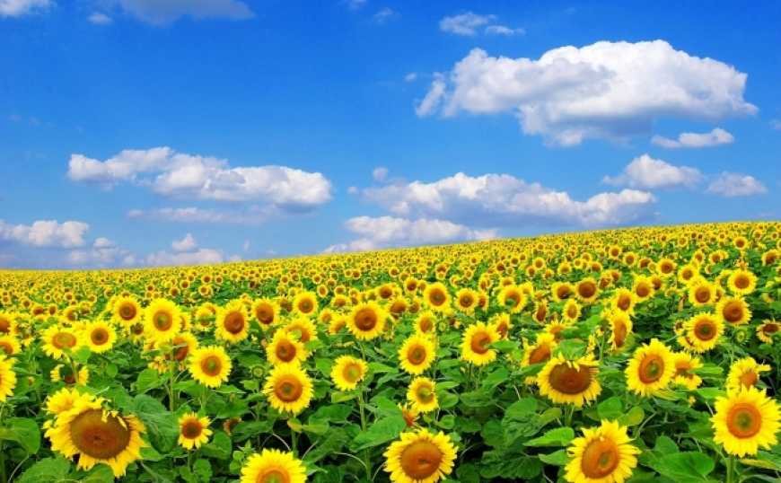 Причорноморський регіон - центр світової  торгівлі пшеницею, - експерт