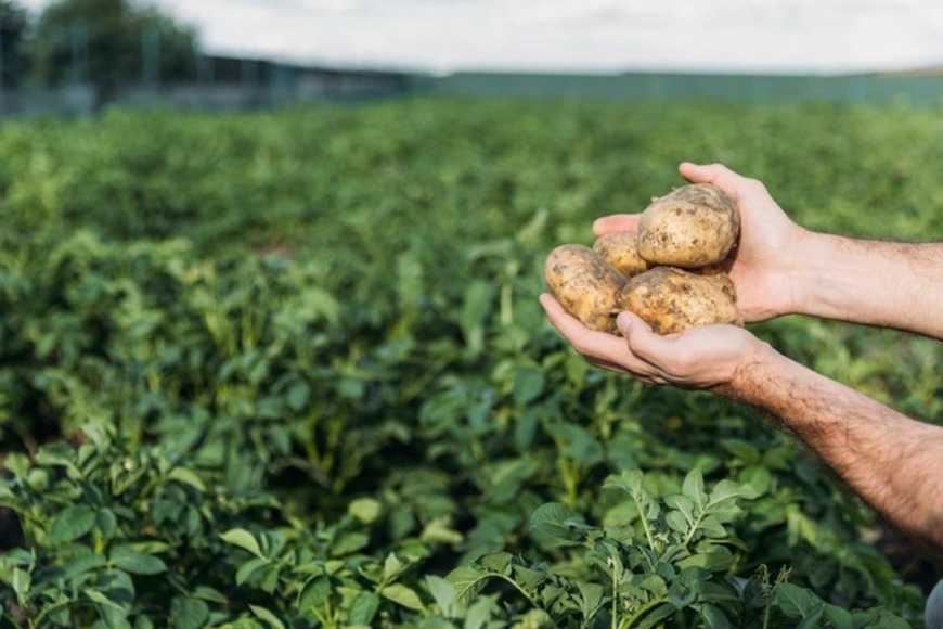 30 тонн насіннєвої картоплі роздав фермер ветеранам і сім&rsquo;ям військових на Волині