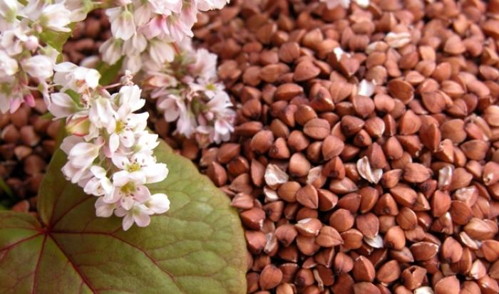 Урожай гречки цього року збільшився на 20%, а гороху на понад 50%