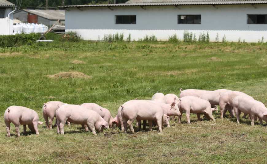 Утримання свиней у літній період