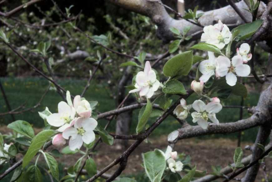 Швидке застосування захисту після цвітіння садів допомагає зберегти потенціал врожаю