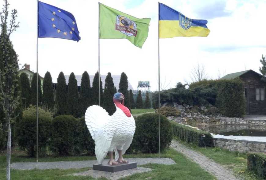 Тисячу індичок на рік вирощує родина на Житомирщині