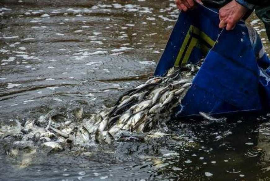 Торік у водойми України вселено понад 16 млн екземплярів молоді риб, &ndash; Держрибагентство