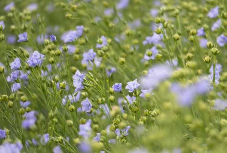 На Київщині і Житомирщині сіють озимий льон