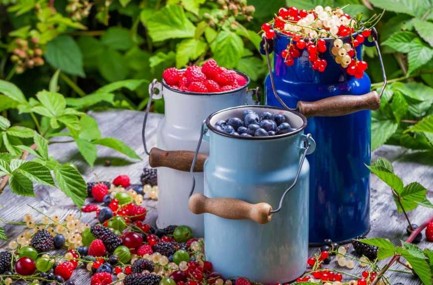 Міжнародна конференція «Ягідництво і переробка» у Рівному стане головною подією року в ягідній галузі!