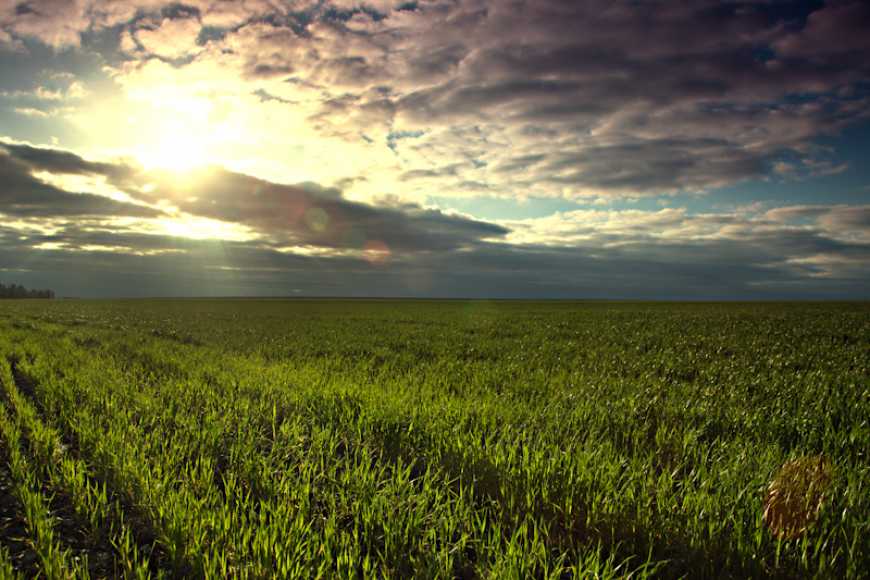 «МетеоЗахист» на часі: програма індексного страхування від Syngenta працює на впевненість аграріїв