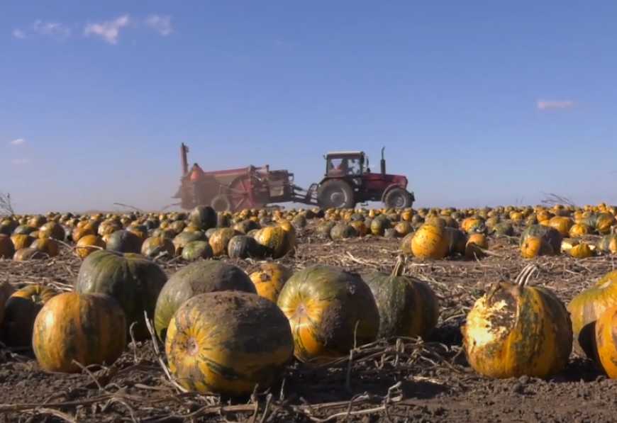 На Хмельниччині завершують збирання гарбузів