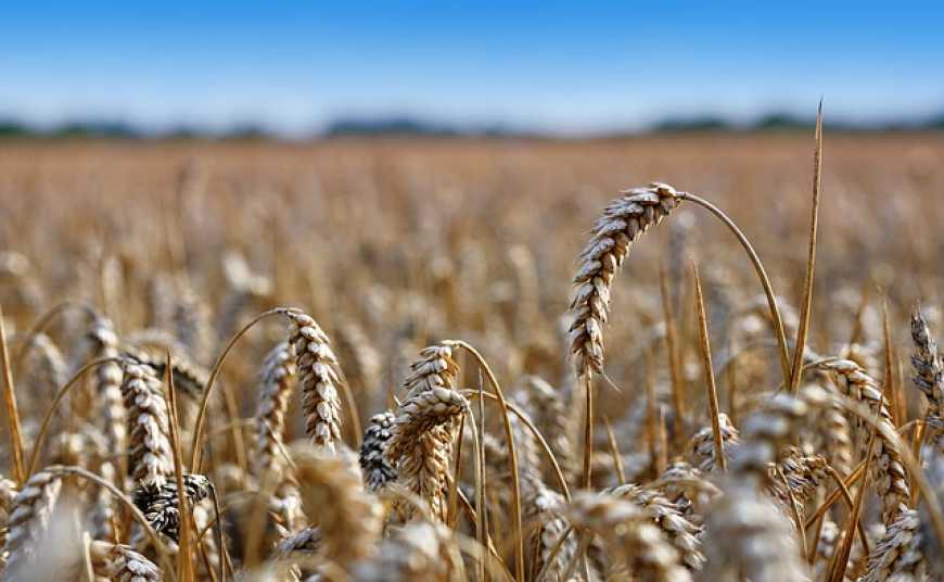 Глобальний і внутрішній ринки пшениці