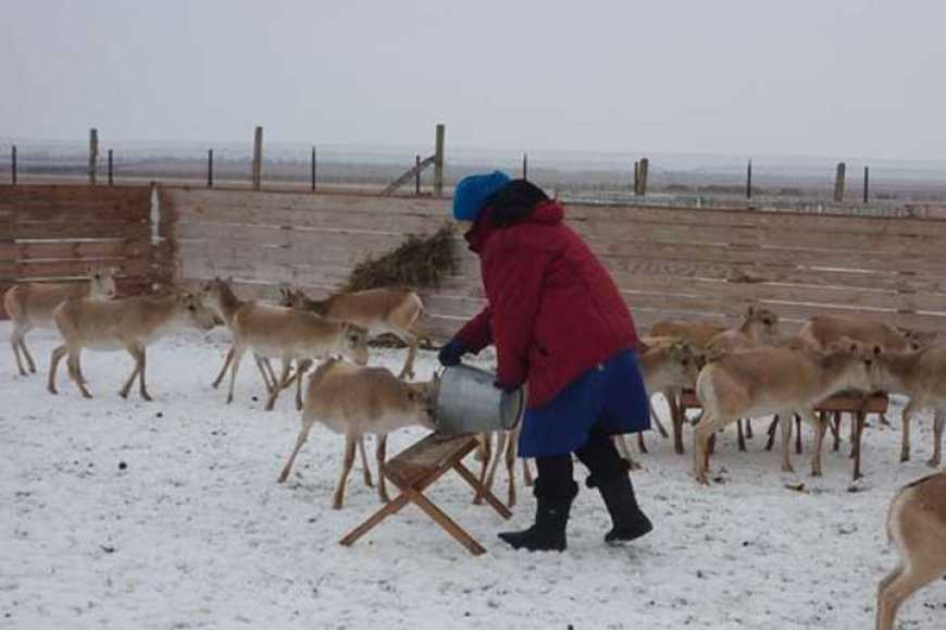 Китайська компанія розводитиме на Херсонщині сайгаків