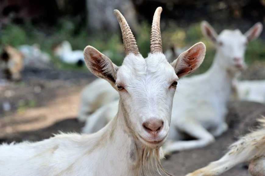 Кооперація серед фермерів-козівників