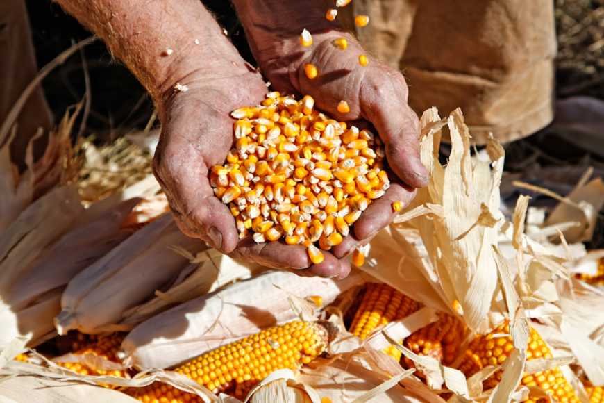 USDA оприлюднив новий прогноз урожаю кукурудзи в Україні