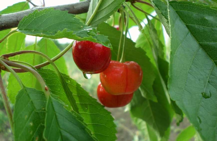 Через дощі втрати виробників черешні становлять від 20 до 80%