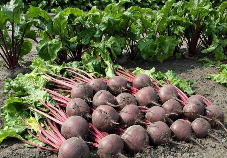 На Херсонщині 20 сімей об’єдналися для спільного вирощування овочів