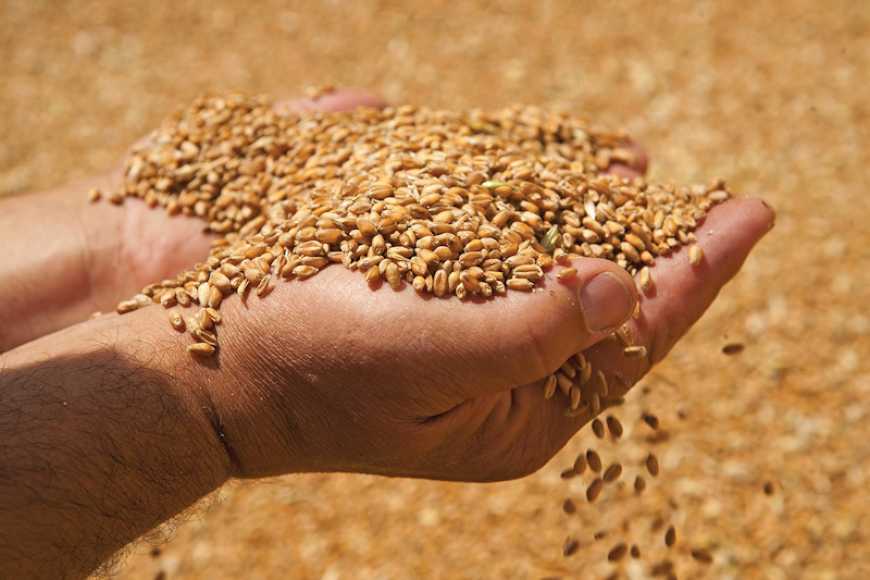 Україна представила план з вирішення зернової проблеми