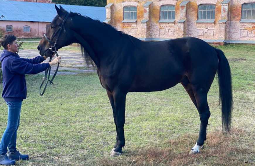 В Україні з&rsquo;явилася нова порода рисистих коней