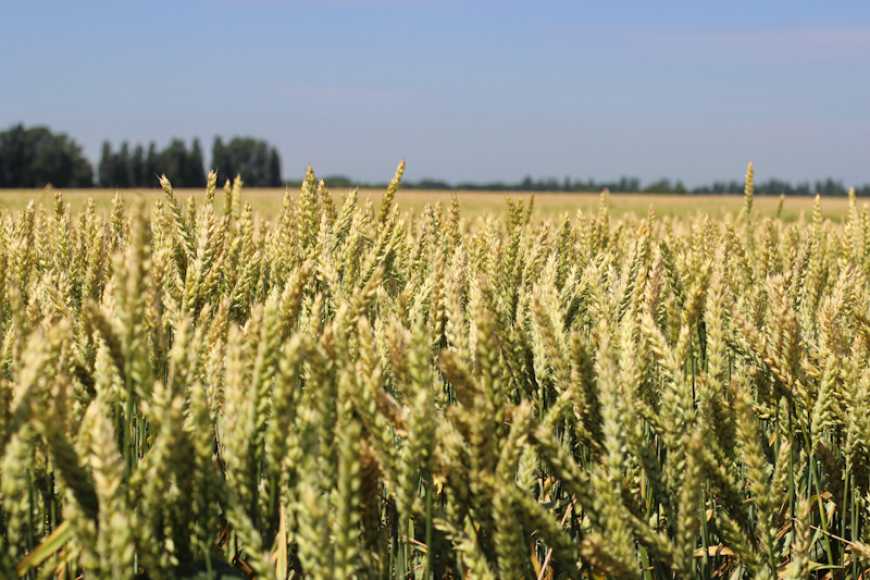 Озимі зернові — 2022: прогнози