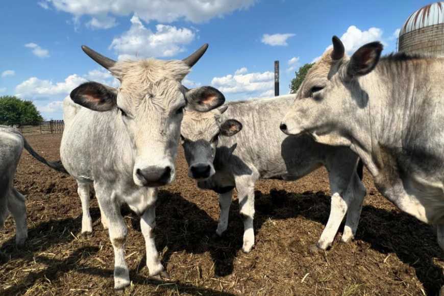 На Херсонщині господарство наростило поголів'я ВРХ рідкісної породи