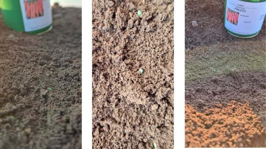 Посівна кампанія ранньої моркви стартувала на Миколаївщині