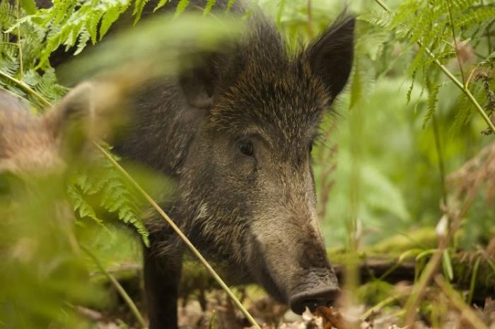 Новий випадок АЧС у Харківській області