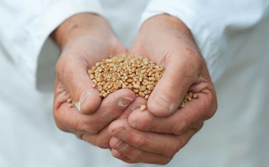 Для розвитку зернового експорту потрібно зміцнювати фітосанітарну політику України, &ndash; УЗА