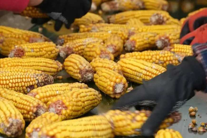 На Чернігівщині побудують завод з переробки кукурудзи