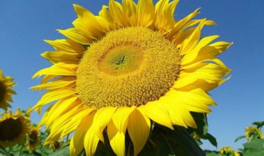 На елеваторах G.R. Agro соняшник подорожчав до рекордного рівня