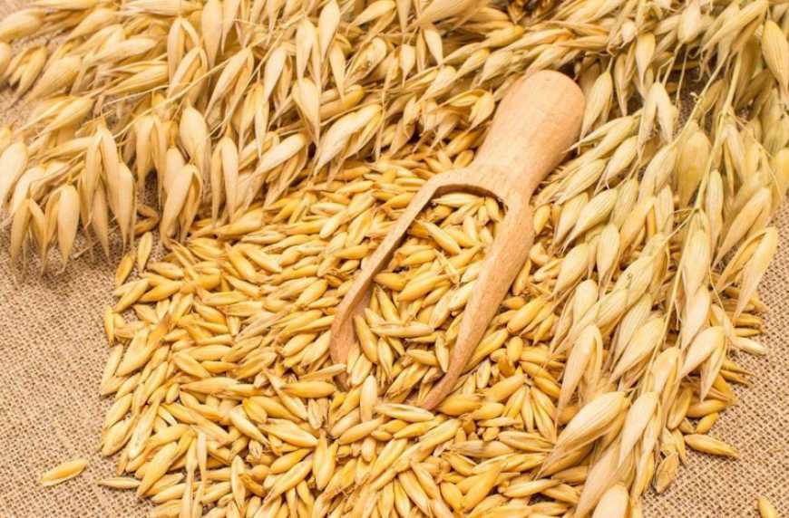 Аналітики USDA знизили прогноз урожаю вівса та жита в Україні