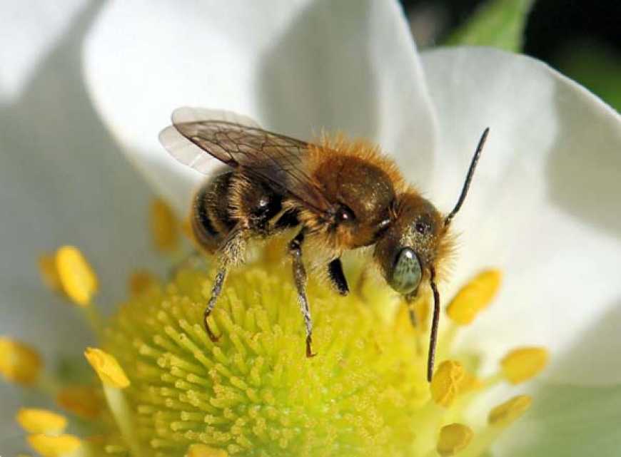 На Полтавщині розводять бджіл-осмій, які запилюють сади у холодну погоду