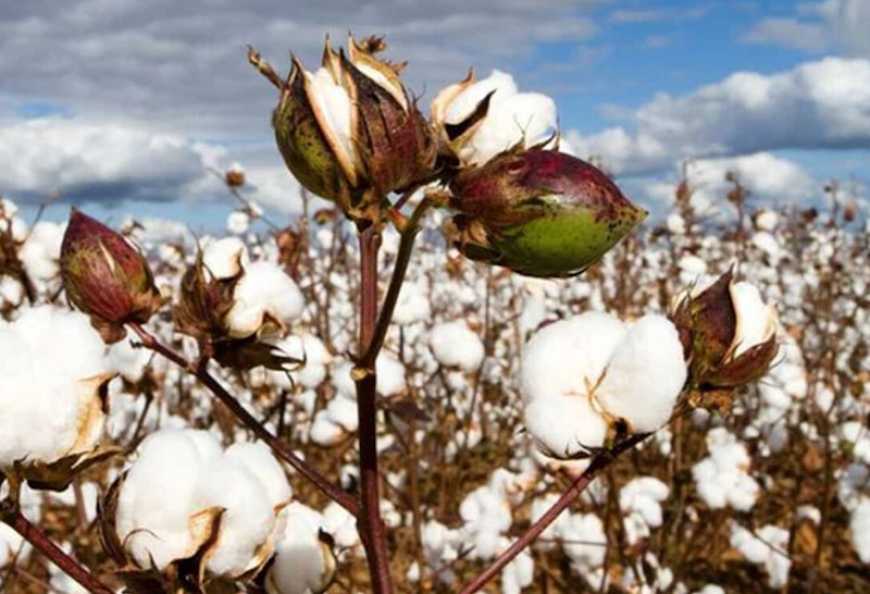 На Одещині цьогоріч вирощували не чотири, а 22 сорти бавовника