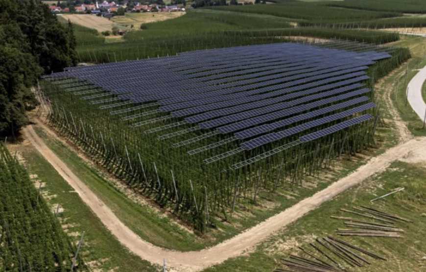 В Баварії під сонячними батареями вирощують хміль для пива