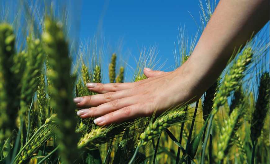 Незважаючи на засуху, урожай озимих в Україні буде, – Адаменко