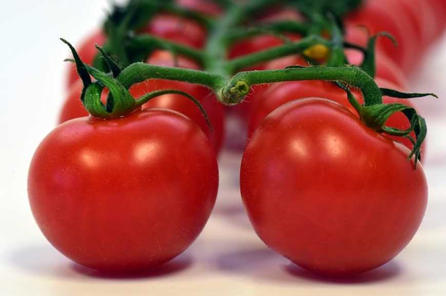 Ціни на помідори продовжують знижуватись