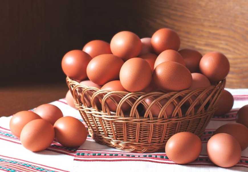 Житомирщина входить до топ-3 регіонів України за виробництвом яєць