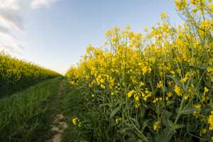 Ріпак озимий сорту Демерка — ексклюзивний напрям вирощування в Україні