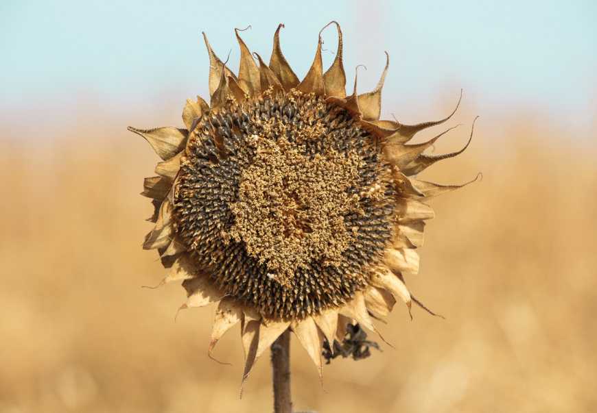 Найнижчу врожайність соняшнику в Україні фіксують на Миколаївщині