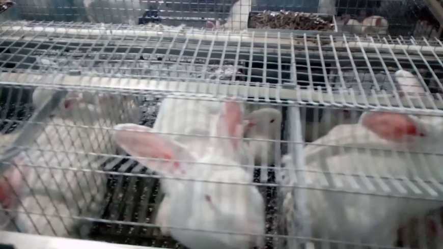 Українець успішно розвиває найбільшу в СНД кролеферму